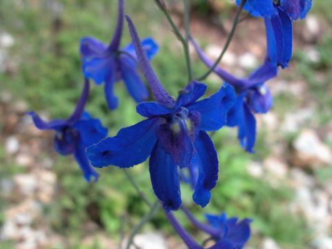 Delphinium Grandiflorum Extract  